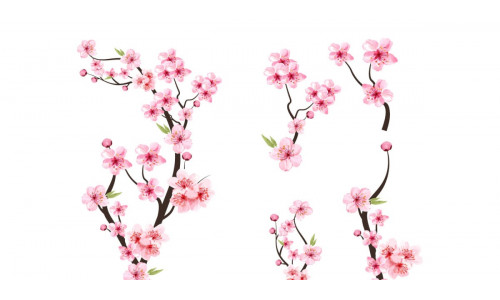 Watercolor Cherry Blossom Sakura Bud